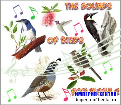 Звуки птиц для мобильного телефона